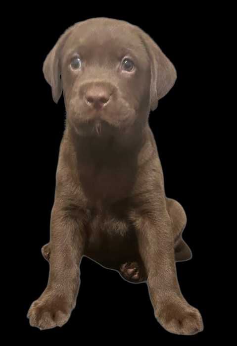 Labrador szczeniak pies czekoladowy 2