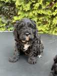 Cavapoo F1 samiec badania genetyczne