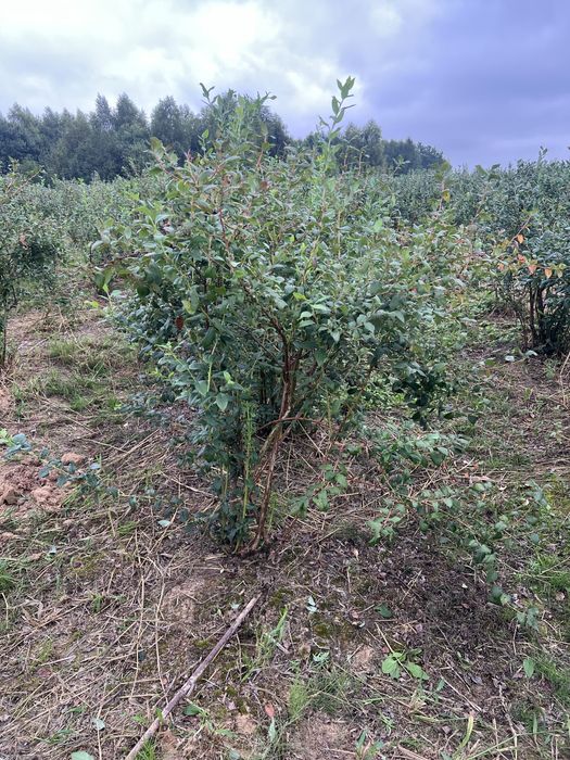 Borówka amerykańska