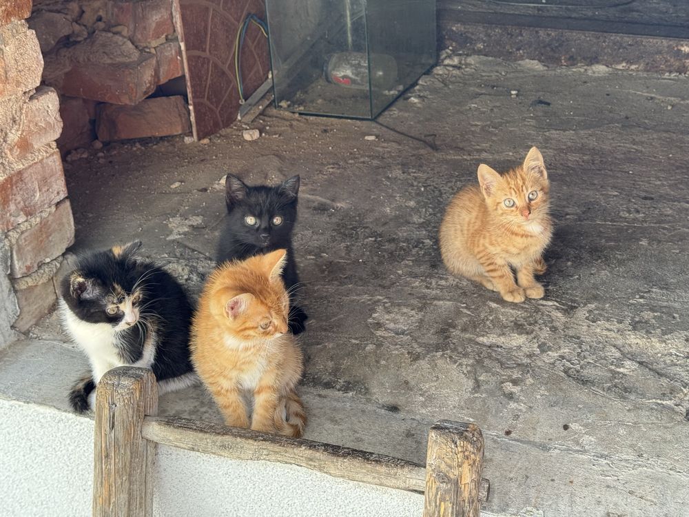 Oddam kotki do adopcji