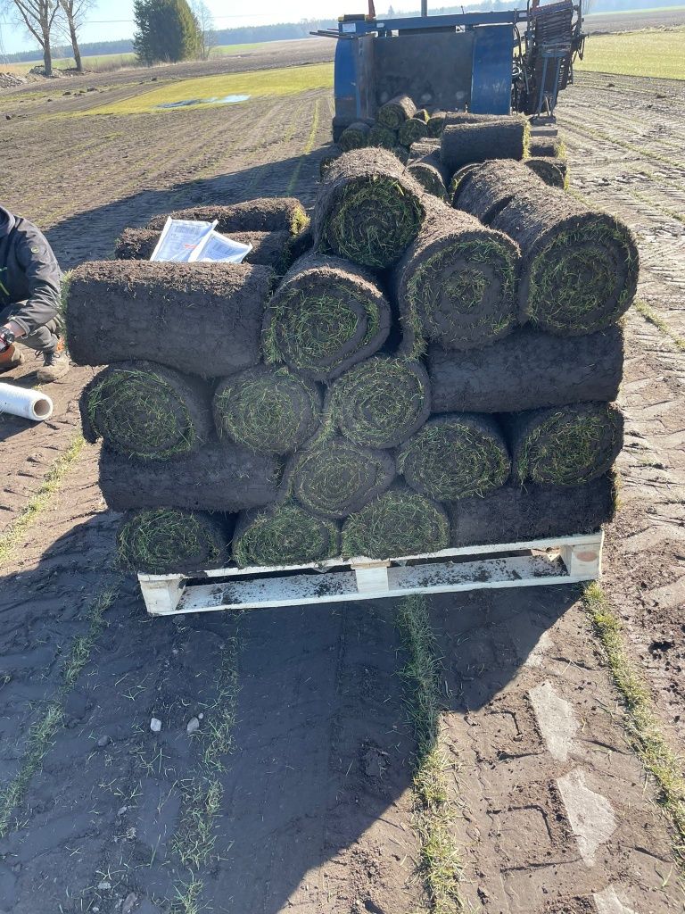 Trawa trawnik z rolki sprzedaż transport montaż