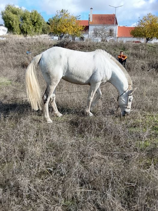Vendo ou troco muito lindo