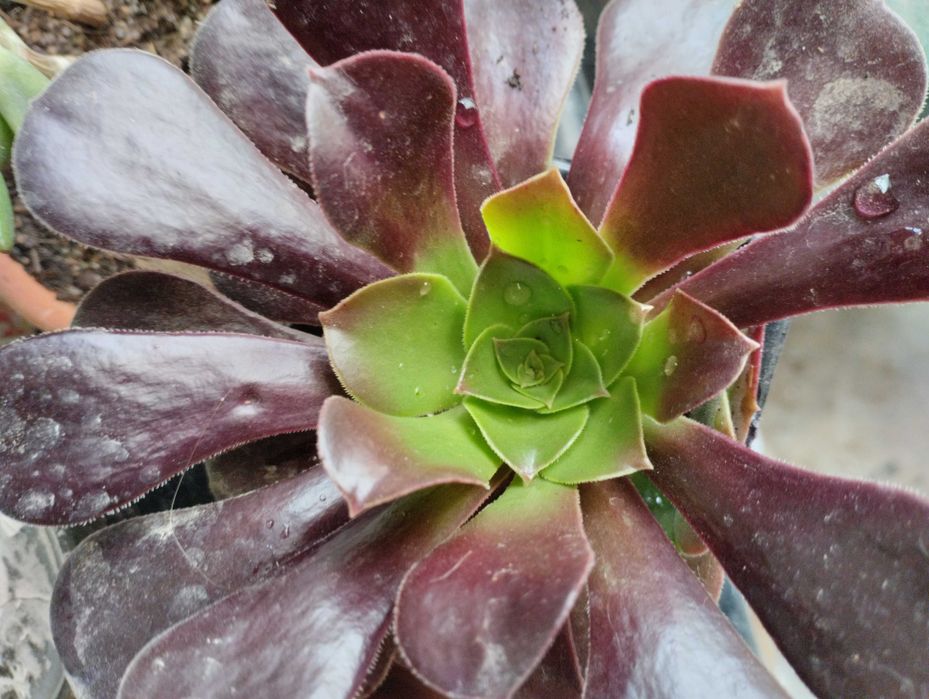 Lindas Suculentas a 1€