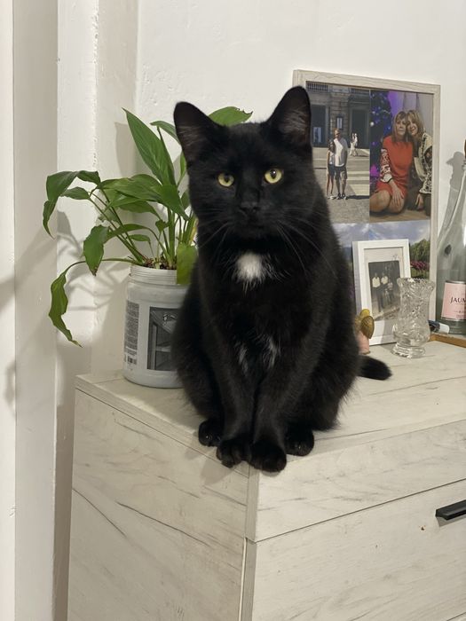 Великий , молодий котик у добрі руки