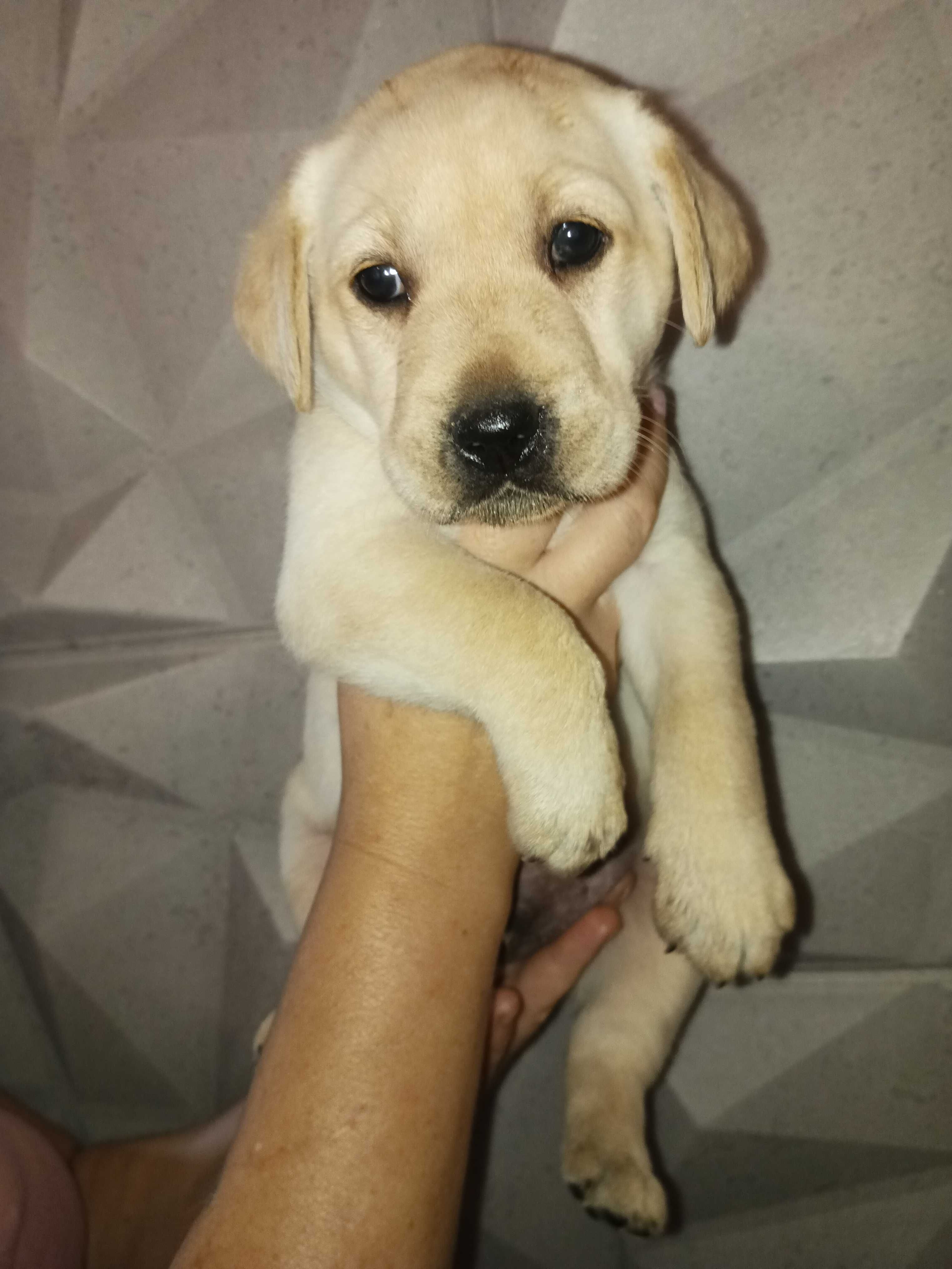 Labrador Retriever JUŻ SĄ - domowe