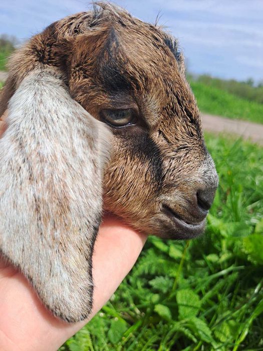 молодняк англо-нубійських