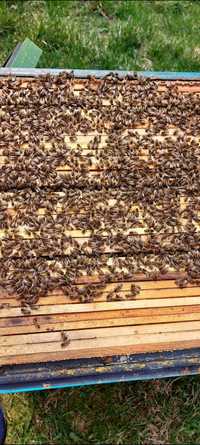 Rodziny pszczele ramka  Dadant lub Wielkopolska