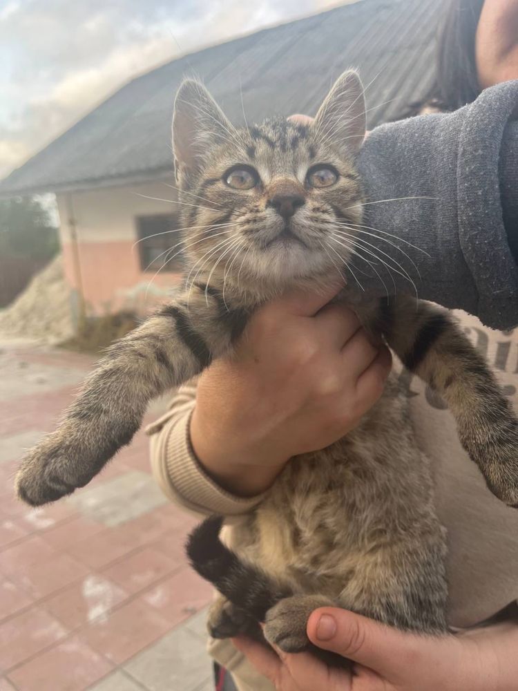 Котики в добрі руки БЕЗКОШТОВНО
