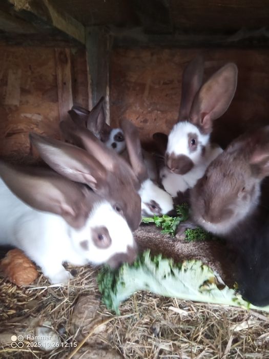 Srokacz olbrzym Hawana