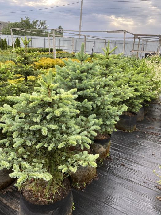 Голубая ель