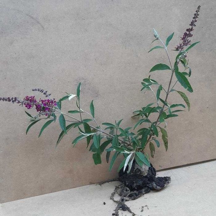 Буддлея Давида Black Knight, Sugar Plum, біла