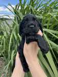 Cocker spaniel angielski piesek