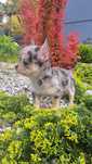 Chihuahua sunia blue merle tan xxs *** do rezerwacji