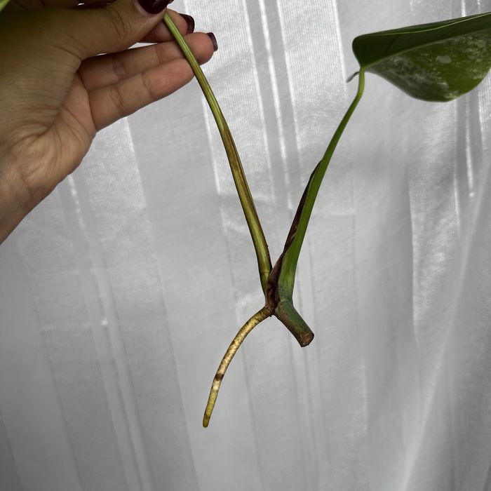 Monster albo variegata top