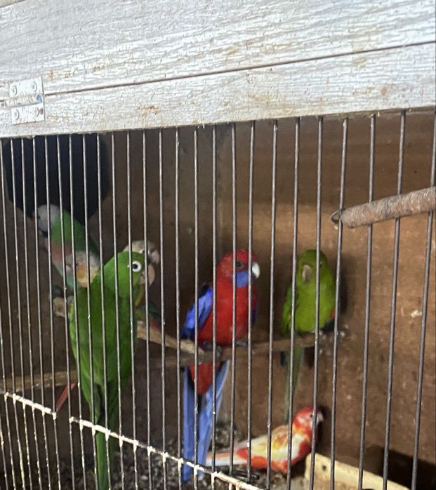 Varias aves descasadas. Para venda