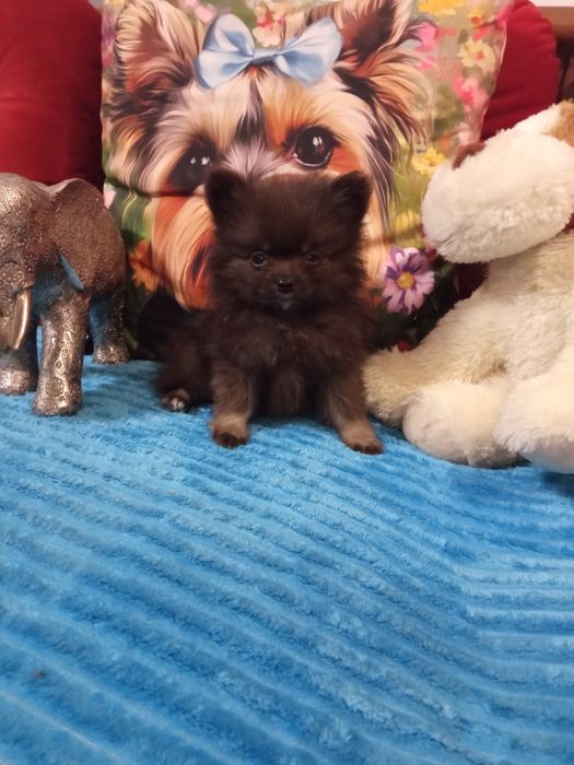 Szpic miniaturowy malusieńki