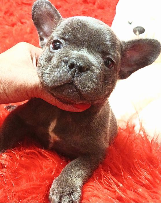 Французский бульдог голубого окраса МАЛЬЧИКИ Одесса