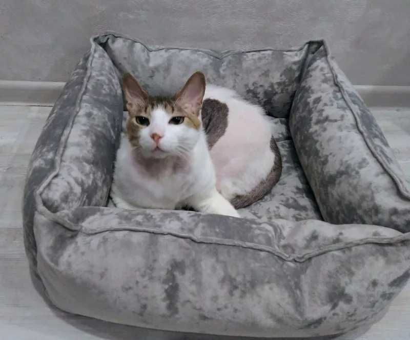 АКЦІЯ доставка 000 грн! Лежанка для тварин, лежак для котів дешево