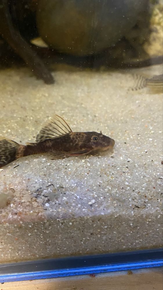 Ancistrus Red Brown