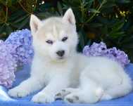 Siberian Husky piesek platynowy niebieskooki ZKwP