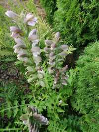 AKANT miękki (Acanthus mollis]