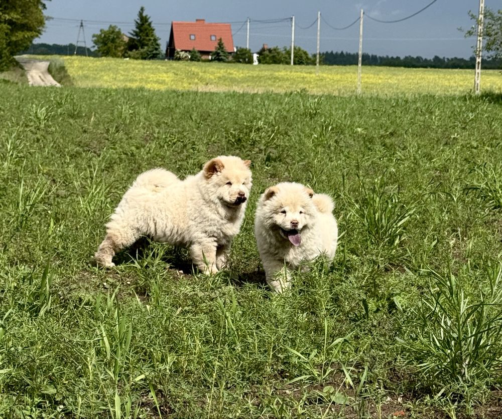Chow Chow - piesek ARES