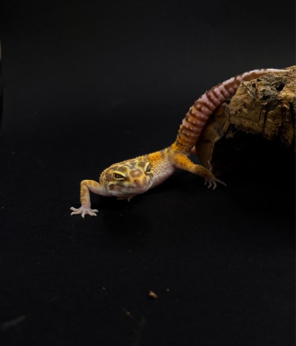 Gekon Lamparci (Eublepharis Macularius)
