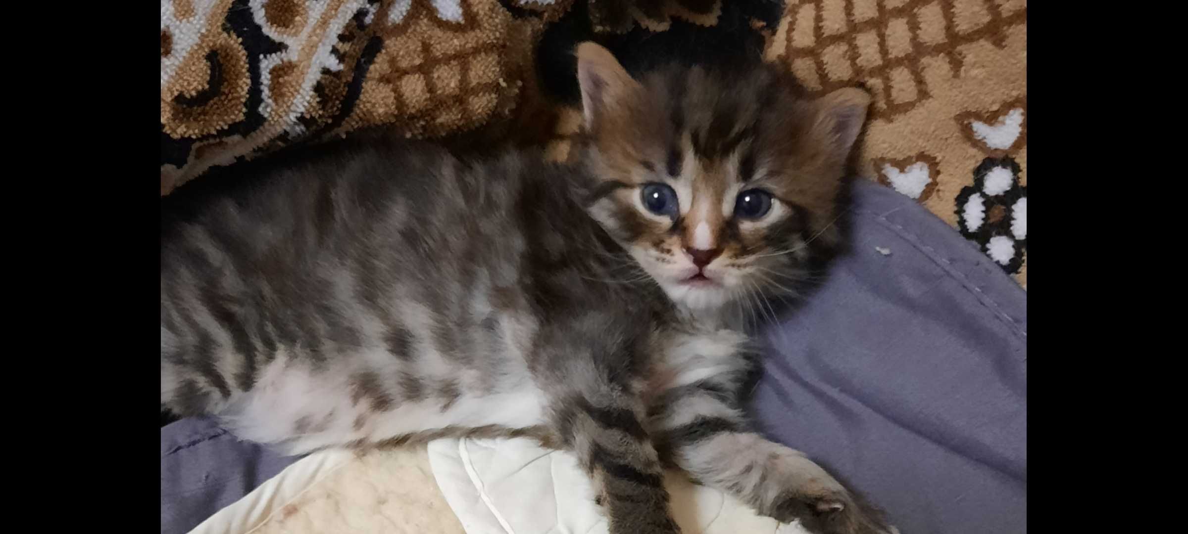 Кошенятка, тигрові.