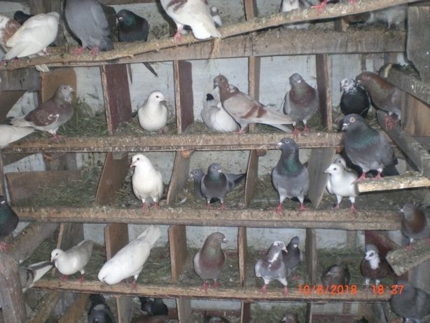 Продам голубей различных пород -мастей и оттенков.