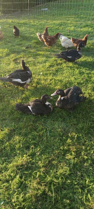 Kaczki i kaczory - Nieme - Francuskie