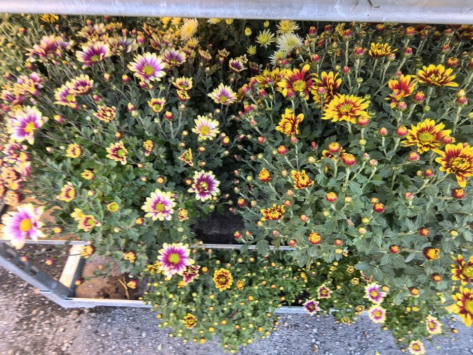 Przepiękne Chryzantemy już od 15 zł za sztukę