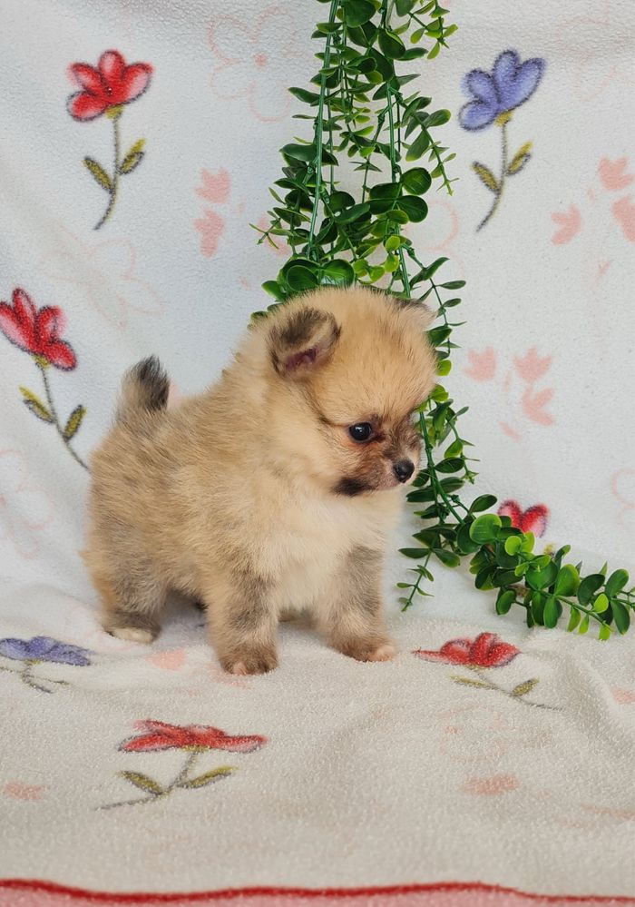 Menino Lulu da Pomerânia mini mini