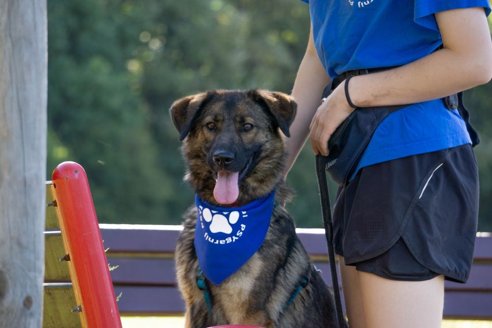 FILA - młoda sunia w typie owczarka