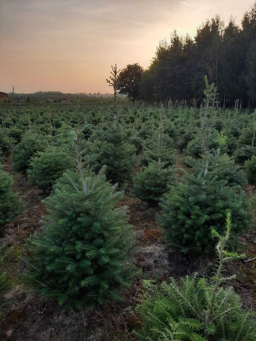 Jodła koreańska lub świerk zielony na żywopłot lub CHOINKI plantacja