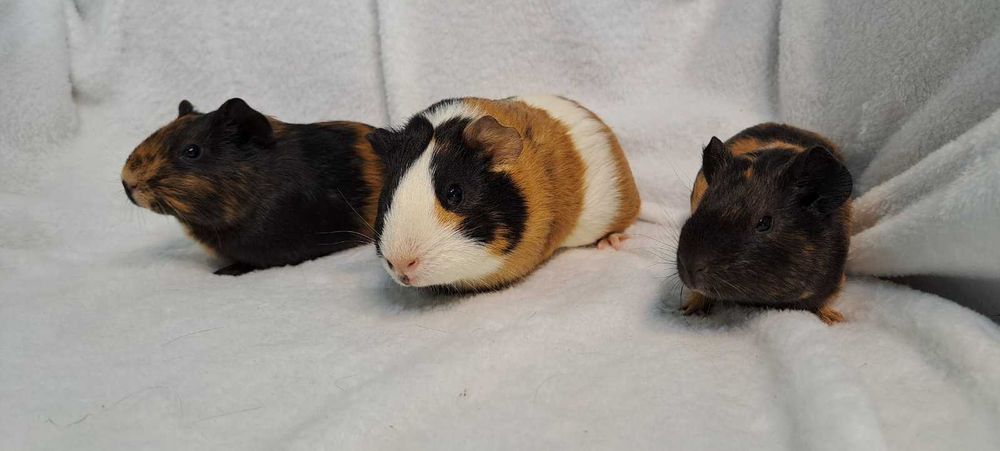 Морські свинки різні кольори.