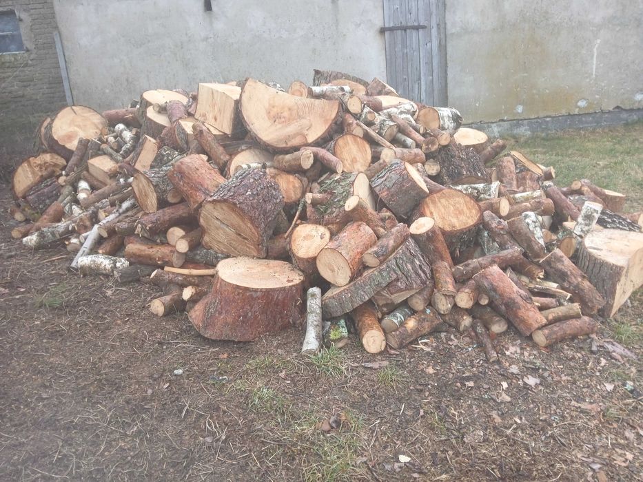 Drzewo mieszane, brzoza,dąb,sosna.