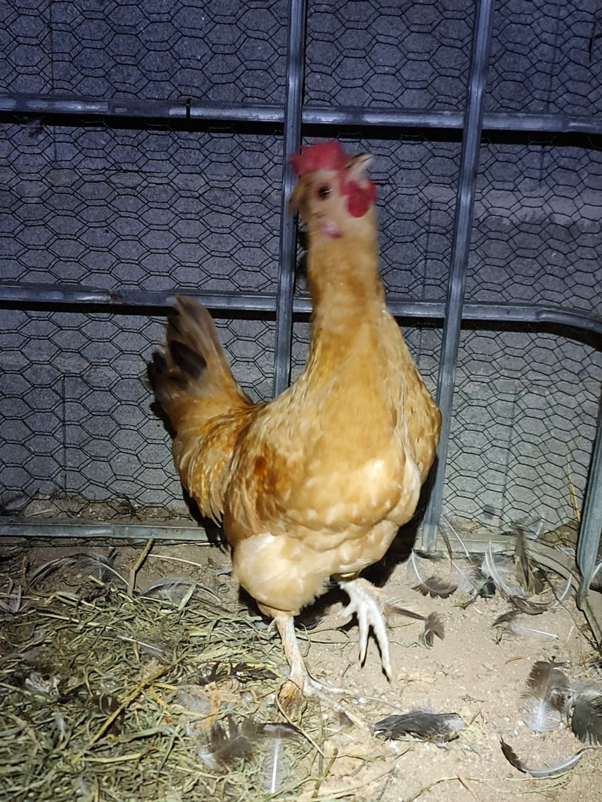 Garnizes engraçados