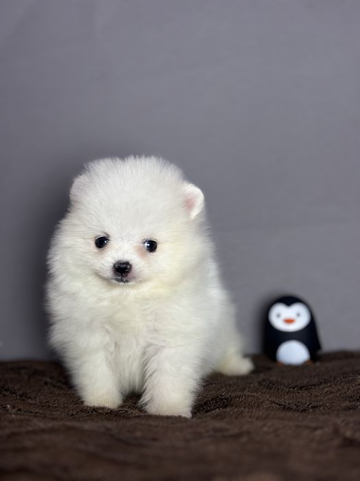 Хлопчик тип ведмедика.