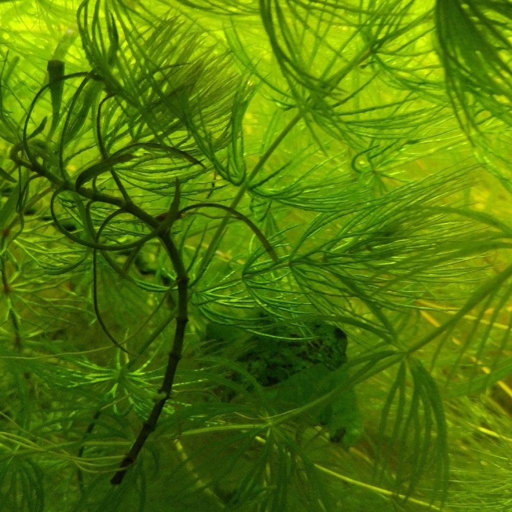 Rogatek - łatwa roślinka akwariowa