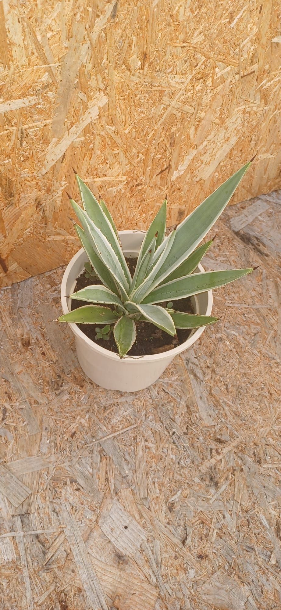 Agave Americano ou agave rajada