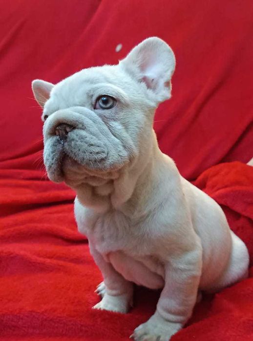 Bulldog francês Big Rope