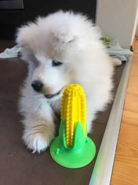 Samoyed  najbielszy ZKwP / FCI badane z sukcesami rodziców