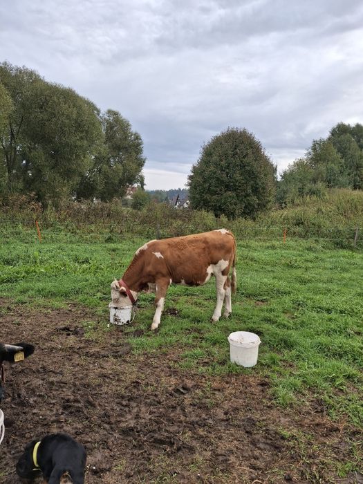 Sprzedam Jałówke cielną