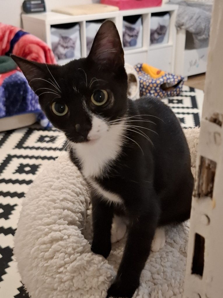 Pani Rożek i  Ringo Ringówna do adopcji