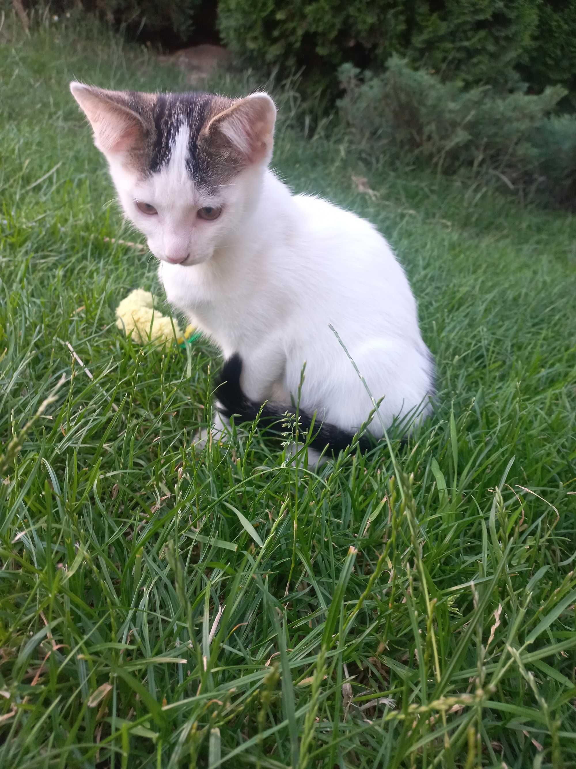 Bianka i Piorun szukają dobrego domu :)