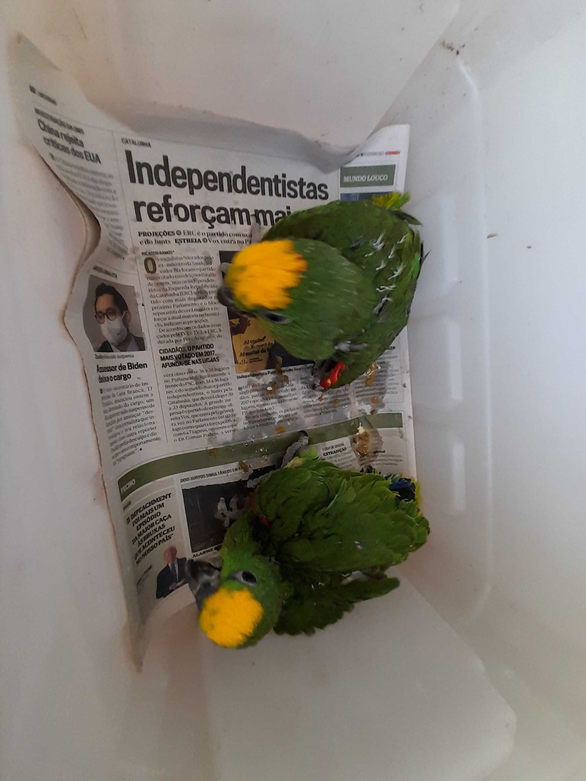 Amazonas ochrocephala, bebés de 2025