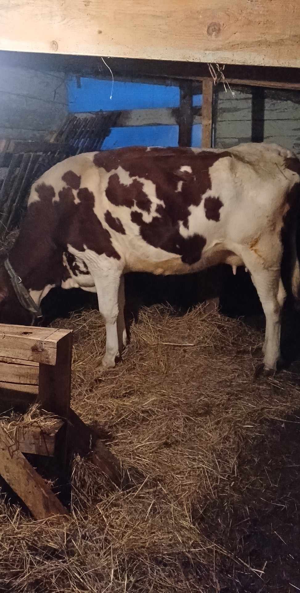 Sprzedam krowę po 1 cielaku bardzo spokojna