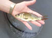 Karp narybek kroczek 15-20cm cm, Jesiotr, Amur, lin