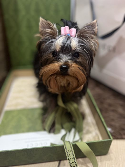 Девочка супер мини размера КСУ FCI