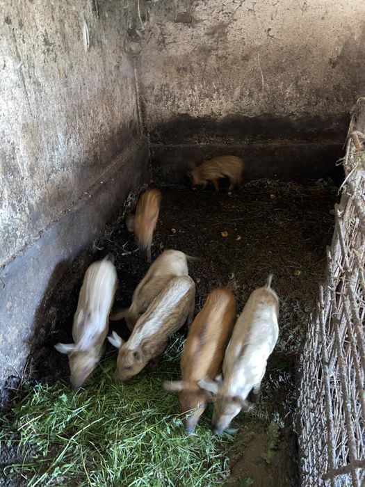 Поросятка мангали ...